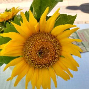 9. September Infostand auf dem Wochenmarkt